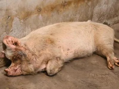 兽医称“猪坚强”已入弥留，它的存在给我们带来了什么精神？