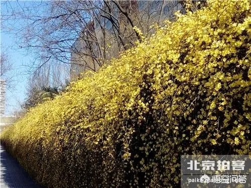 北京有哪些地方适合春游?