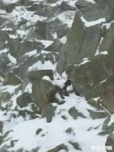 情侣违规攀登四姑娘山遇险，频频发生的”驴友冒险”行为你们怎么看？