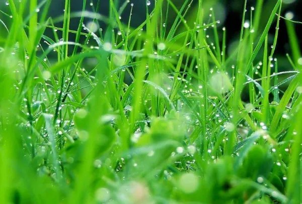 我是一棵小草 歌词