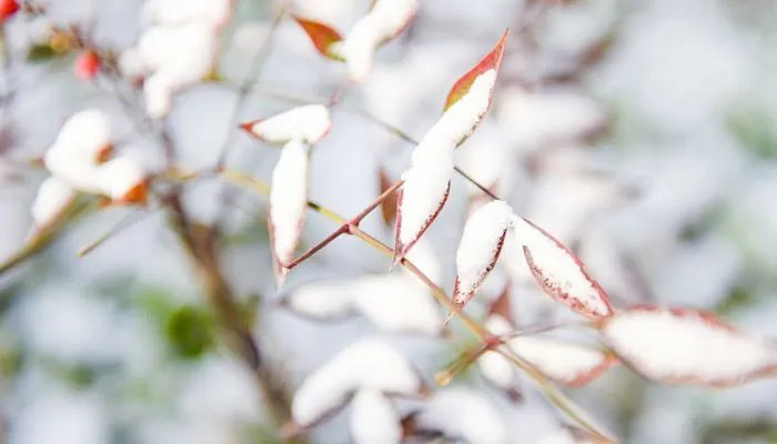 2021哪天入九哪天数九 2021年冬天九九时间日期表