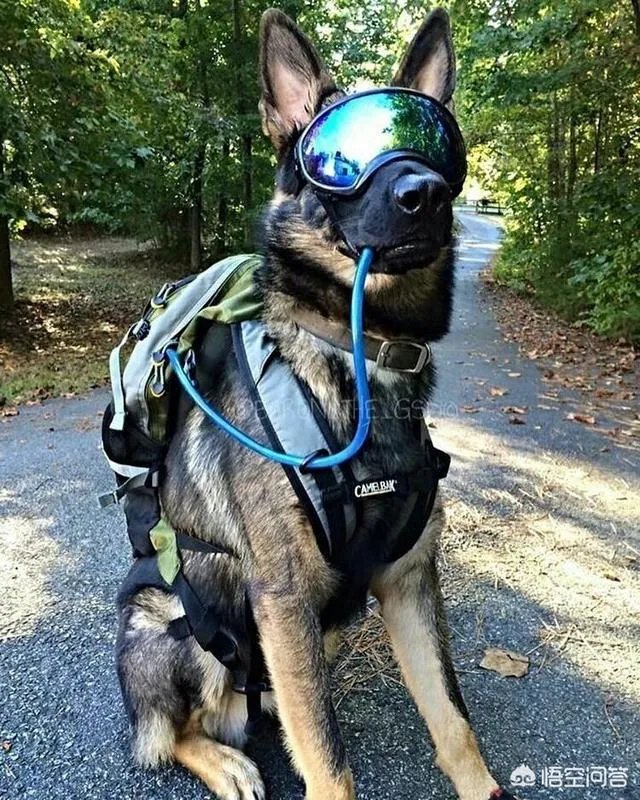 什么狗的耐力最强