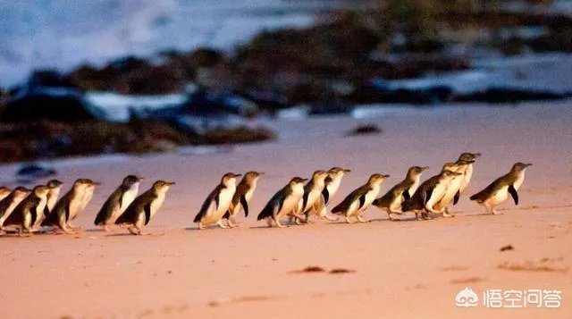 你有哪些去墨尔本的旅游攻略分享？你有哪些自由行攻略？