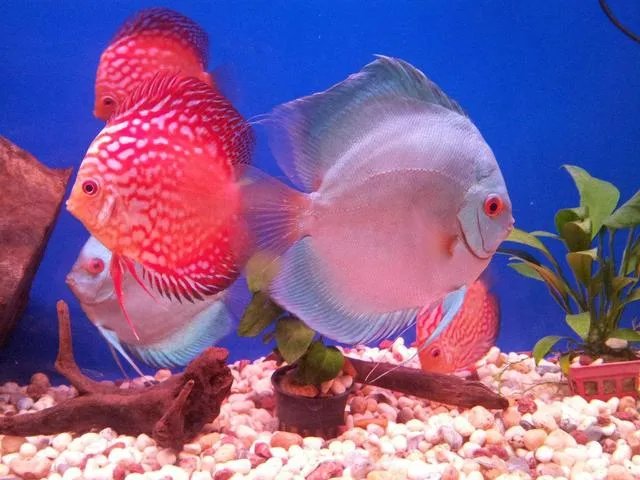 哪些观赏鱼可以自己在水族缸里繁殖呢？