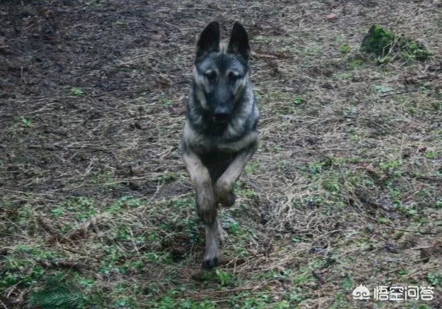 什么狗的耐力最强