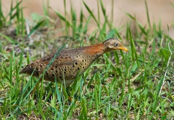 4人造谣贵州山村怪声受罚？造谣对大家产生了哪些影响？