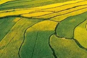 对于袁隆平团队沙漠海水稻亩产超千斤一事，你怎么看？