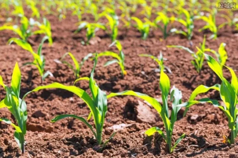 农村种什么挣钱 四大暴利赚钱种植项目