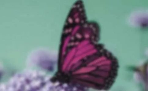 蝴蝶谷 -资料