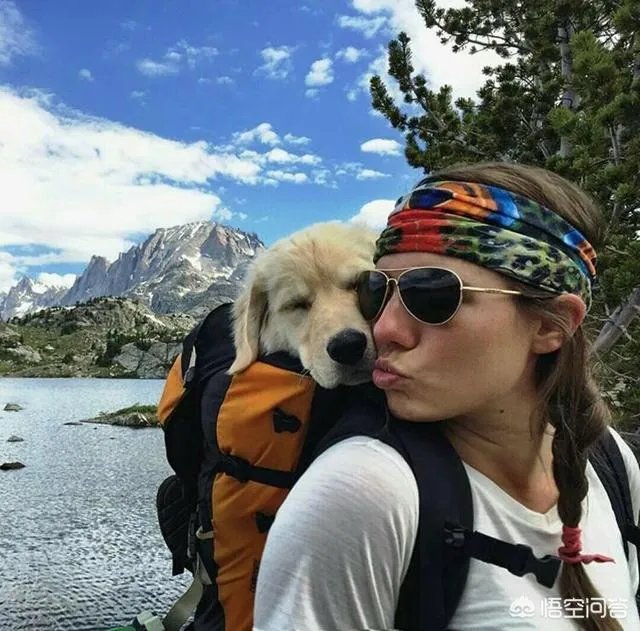 什么狗的耐力最强