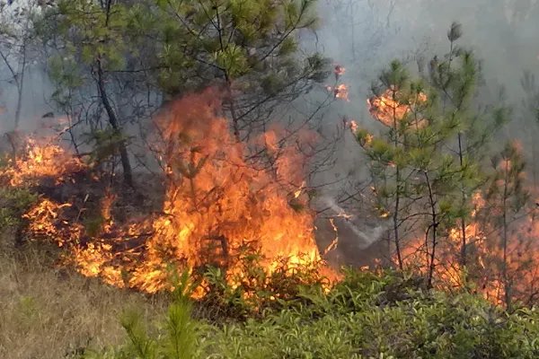 甘肃森林火灾究竟是什么原因引起的？
