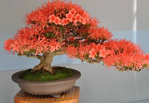 杜鹃花盆景图片鉴赏 如何自制出漂亮的杜鹃花盆景