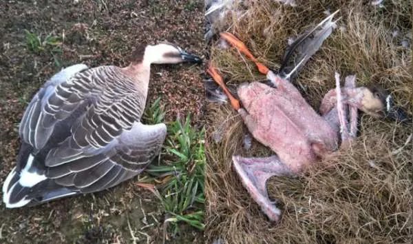 鄱阳湖大雁和天鹅被偷猎了吗？