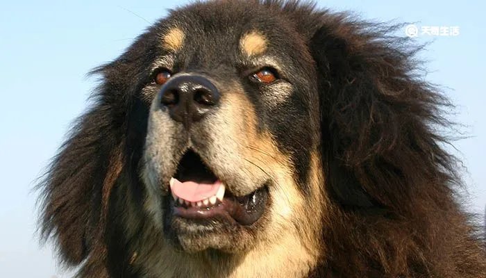 比特犬和藏獒哪个厉害 比特犬的优点和缺点