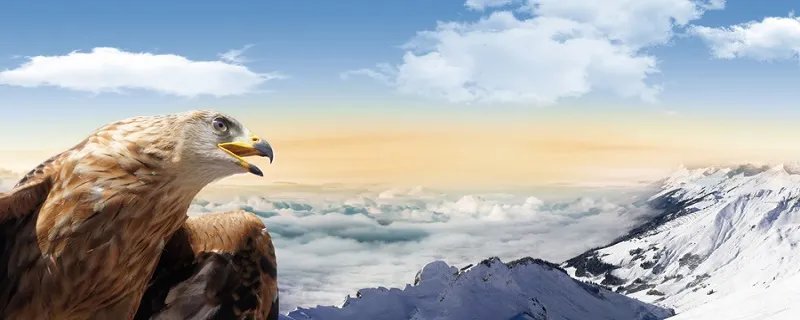 鹰的生活习性 鹰的生活习性有哪些