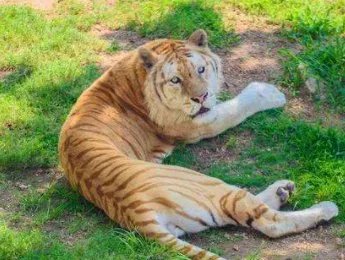 浙江湖州诞生4只小金虎，金虎的数量为何非常稀有？