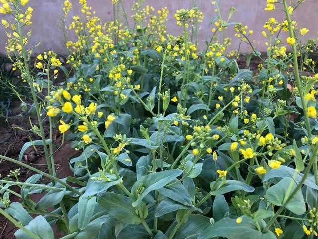 在农村种地最怕的就是“我忙活了一秋，你忙活了一夜”，为什么？