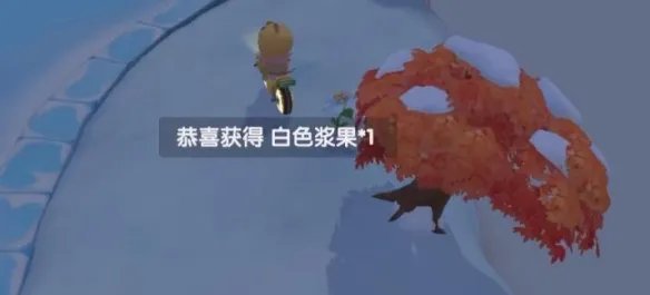 摩尔庄园白色浆果在哪