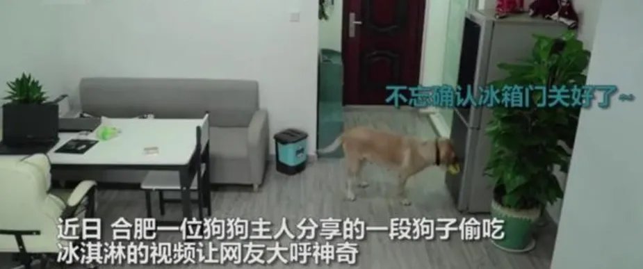 狗狗趁主人睡觉开冰箱偷吃雪糕,吃完之后它还做了什么?