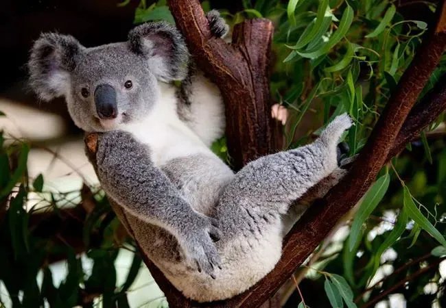 以下哪种动物，拥有和人类相似的指纹