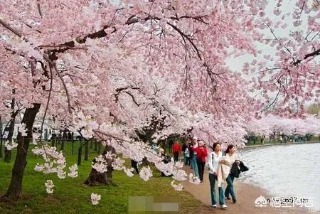 北京有哪些地方适合春游?