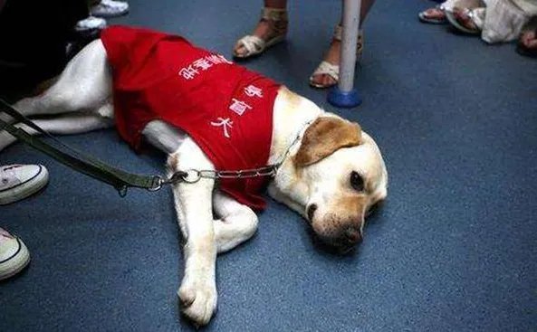 导盲犬退役紧贴主人不肯离开，最终结果是啥样？