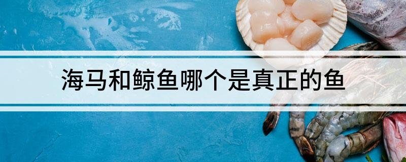 海马和鲸鱼哪个是真正的鱼