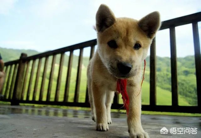 什么狗的耐力最强