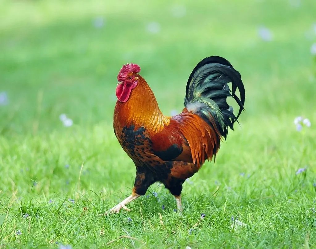 4只黑狗围攻1只大鹅结果被翻盘，小时候去农村你最害怕什么生物？