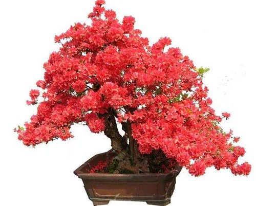 杜鹃花盆景图片鉴赏 如何自制出漂亮的杜鹃花盆景