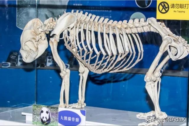 有些大熊猫走路为什么是内八字？