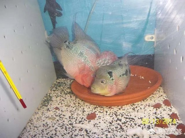 哪些观赏鱼可以自己在水族缸里繁殖呢？