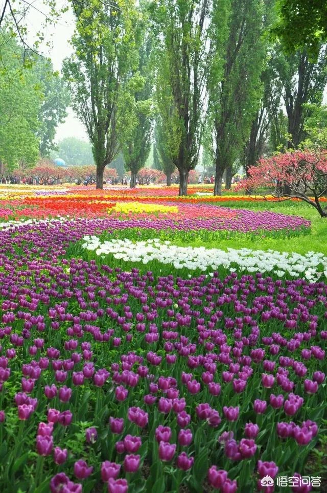 北京有哪些地方适合春游?