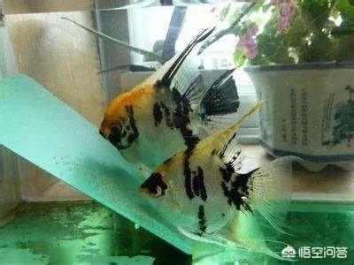 哪些观赏鱼可以自己在水族缸里繁殖呢？