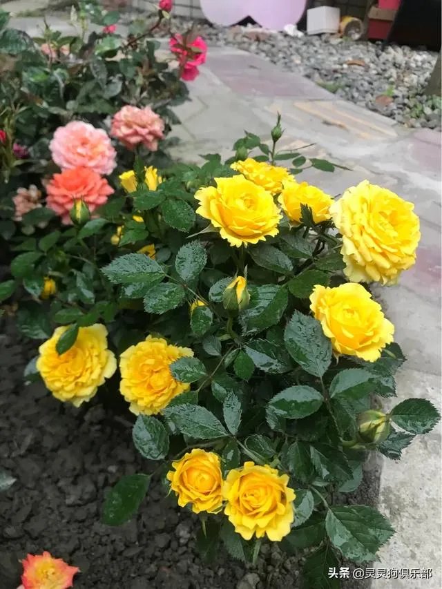 成都市郫都区三道堰小产权房可以买吗？