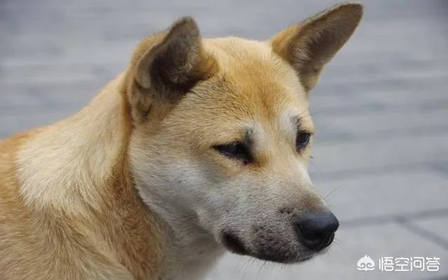 什么狗的耐力最强