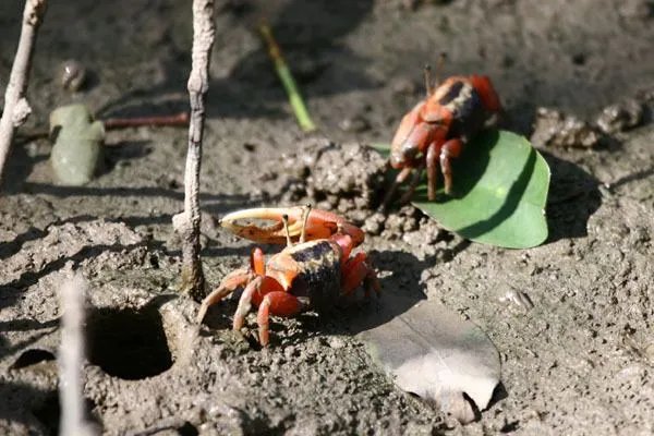 招潮蟹的该属种类