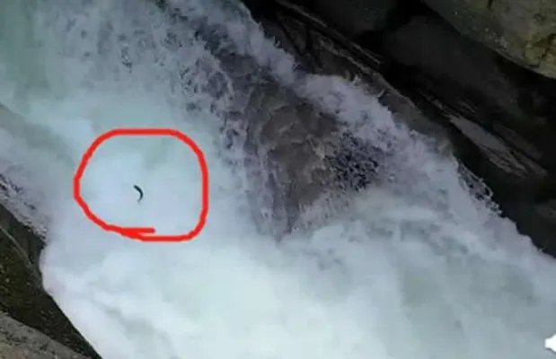 景区上演现实版鱼跃龙门 现场画面曝光什么原因造成的