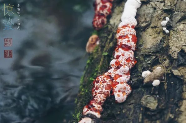 二十四节气图一套 美得令人窒息的二十四节气图