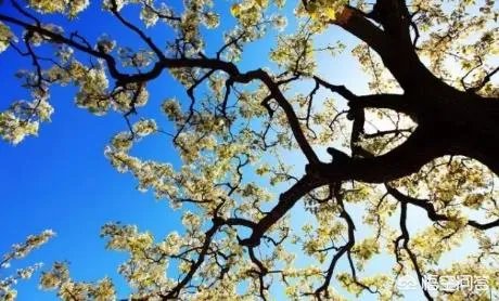 北京有哪些地方适合春游?