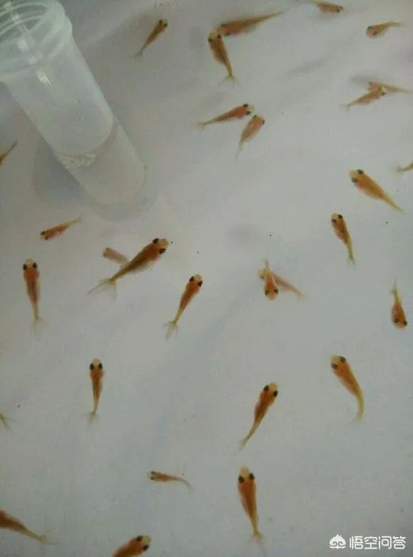 哪些观赏鱼可以自己在水族缸里繁殖呢？