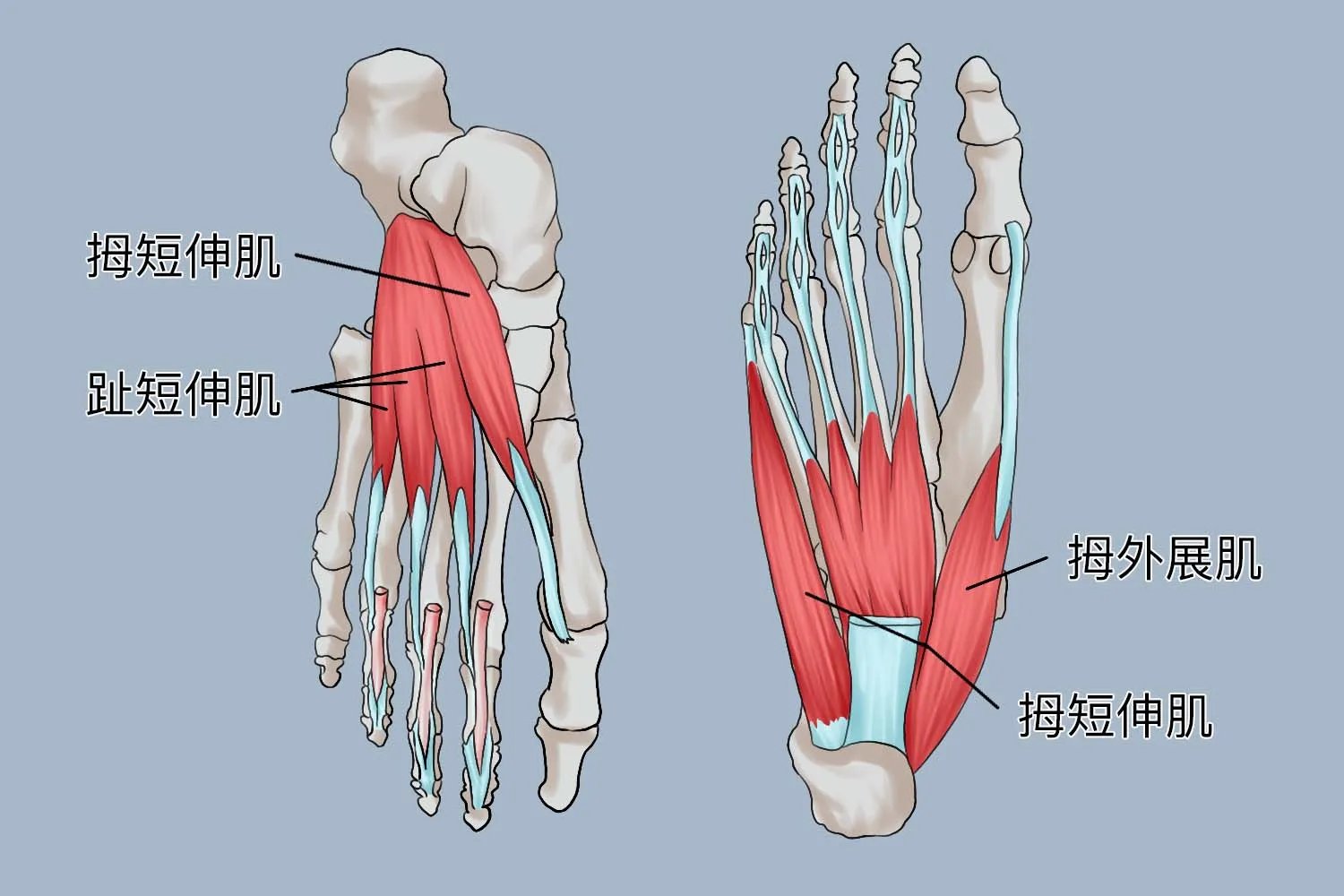 足的解剖图及名称