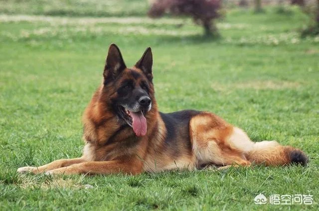 什么狗的耐力最强