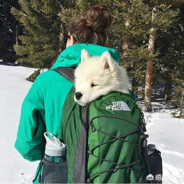 什么狗的耐力最强