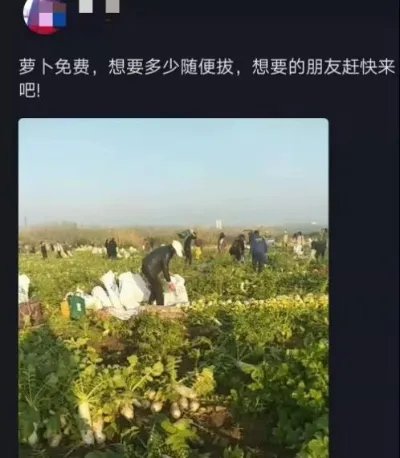 200亩萝卜被拔光什么情况 菜农的做法让人心疼