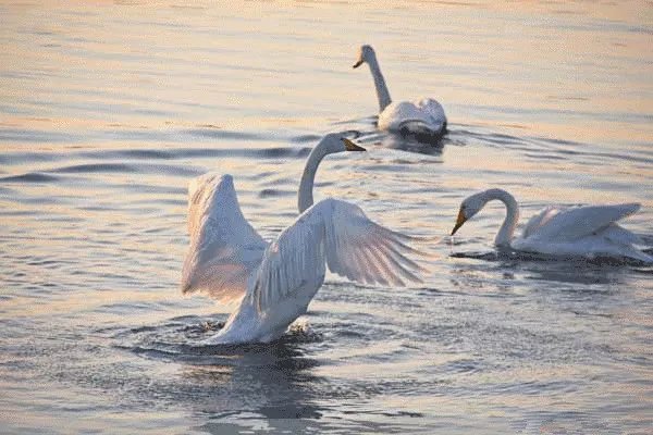 英国王室每年都会进行鹅口普查，为什么天鹅的数量越来越少？