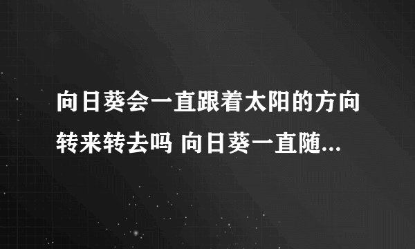 向日葵会一直跟着太阳的方向转来转去吗 向日葵一直随太阳转吗