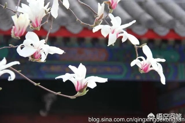 北京有哪些地方适合春游?