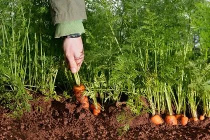 二月二龙抬头吃什么东西？龙头节的传统食物大全！