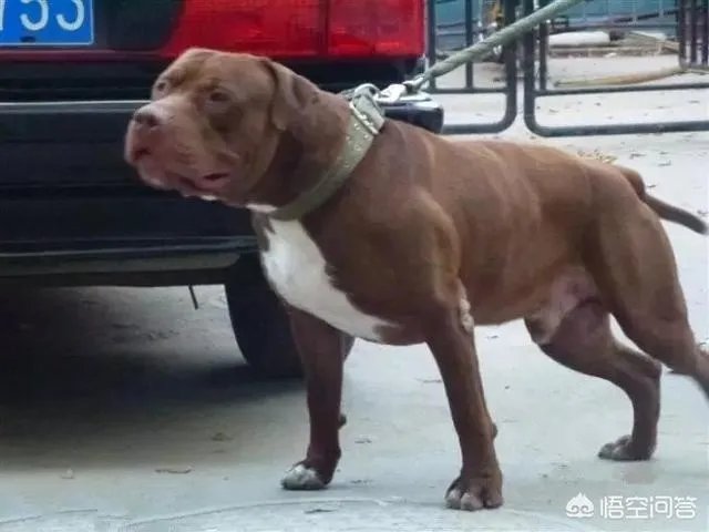 什么狗的耐力最强